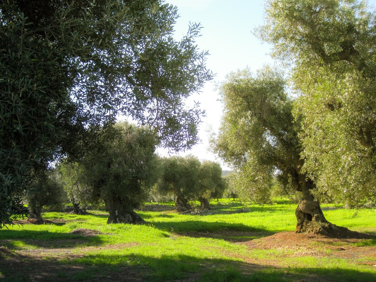 Ancient olive trees coating the Puglian grounds