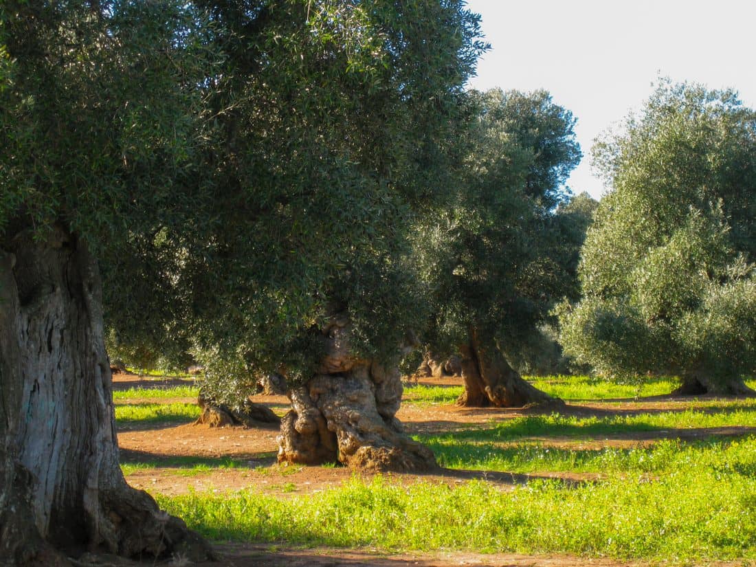 Ancient olive trees on the estate