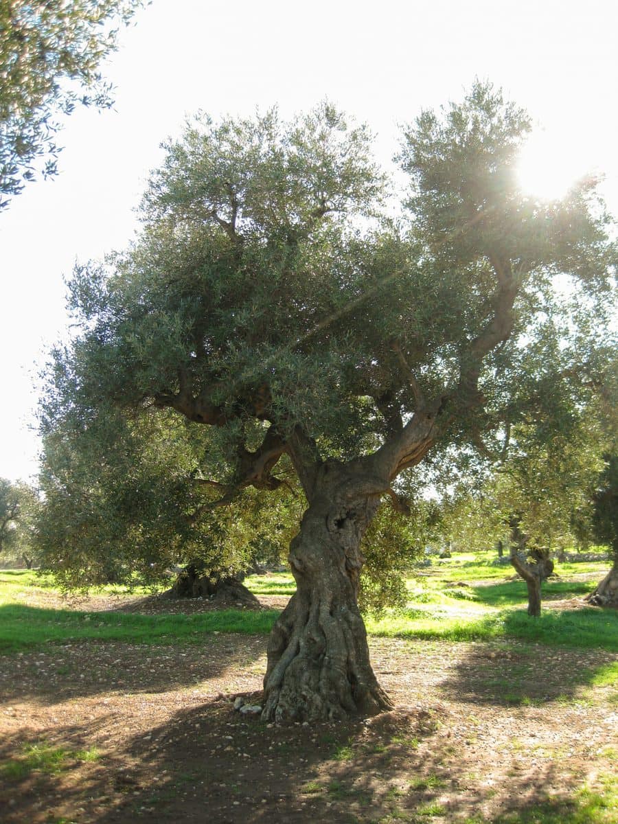 Sun through an ancient olive